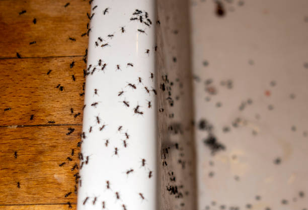 Best Ant Control Services  in Bluffton, SC
