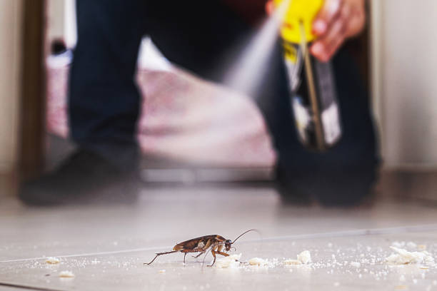 Best Pest Removal Services  in Bluffton, SC