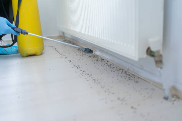 Best Wasp Removal Services  in Bluffton, SC